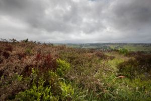 haworth moor june 2013 sm.jpg